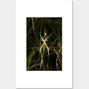 Specimen Spider Orchid Posters and Art